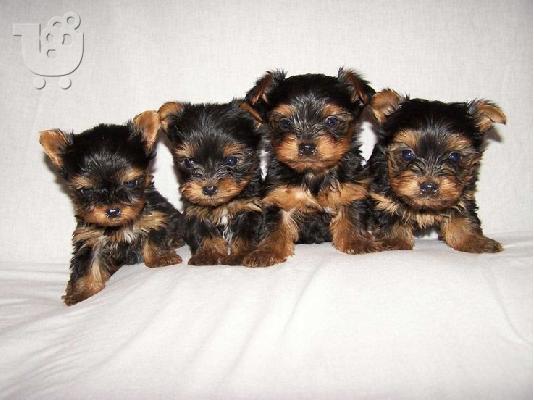 PoulaTo: yorkshire terrier mini